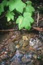 Forest and Trickling Stream