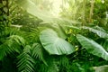 Forest with tropical plants. Nature green background