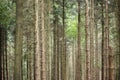 Forest with trunks of coniferous trees as background photo
