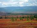 Forest tundra in the summer. Taiga of Siberia. Yamal