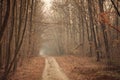 Forest tunel Royalty Free Stock Photo