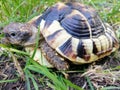 Forest turtle in grass - Testudo hermanni boettgeri. Allso known as the Hermann`s tortoise, Mediterranean tortoise