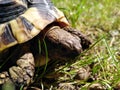 Forest turtle - Hermann's tortoise(Testudo hermanni boettgeri). Closeup head and shield.