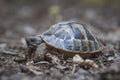 Forest turtle in a natural environment