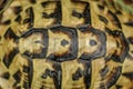 The forest turtle shell background