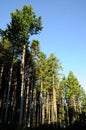 Forest on Tuscany Mountain.