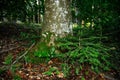 Forest on Tuscany Mountain.