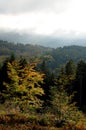 Forest on Tuscany Mountain.