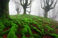 Forest with twisted roots and moss Royalty Free Stock Photo