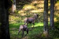 A forest with two deer walking around Royalty Free Stock Photo