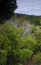 Forest in Ulva Island.