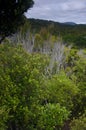 Forest in Ulva Island.