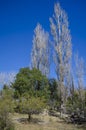 Forest under the sky Royalty Free Stock Photo