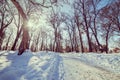 Forest under snow Royalty Free Stock Photo