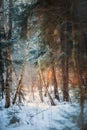 Forest under snow at sunny evening
