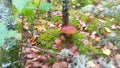 In the forest under a tree, an edible hog mushroom has grown on green moss among dry branches and fallen leaves. White moss grows Royalty Free Stock Photo