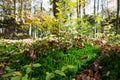 Forest Undergrowth and Fallen Leaves on a Sunny Autumn Day Royalty Free Stock Photo