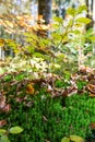 Forest Undergrowth and Fallen Leaves on a Sunny Autumn Day Royalty Free Stock Photo