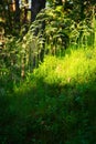 Forest undergrowth vegetation. Grass growing on herbaceous layer of understory or underbrush on forest glade.