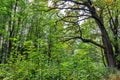 Forest undergrowth vegetation. Grass growing on herbaceous layer of understory or underbrush on forest glade. Selective focus Royalty Free Stock Photo