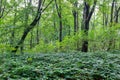 Forest undergrowth vegetation. Grass growing on herbaceous layer of understory or underbrush on forest glade. Selective focus Royalty Free Stock Photo