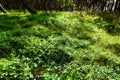 Forest understory. Green foliage of wild bilberry plants.