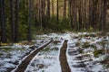 Spring thaw in a pine forest.