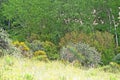 Forest of various trees and Mediterranean scrub