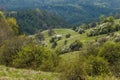 Forest and various trees with new leaf and blossom in springtime at Plana mountain Royalty Free Stock Photo