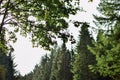 Forest various trees overhead greenery