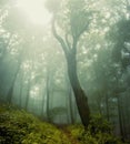 Forest vegetation around a huge old tree