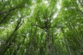 Forest with very intense green foliage