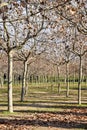 Trees planted in a row.