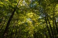 Forest view. Lush forest with sunlight. Carbon net zero concept photo