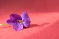 Forest Violaceae covered by dew. First spring flowers shooted close-up. Beautiful abstract spring floral background.