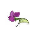 Forest violet flower with leaf and bud. Royalty Free Stock Photo