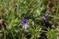 forest violet in the green grass Royalty Free Stock Photo