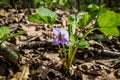 Forest violet spring