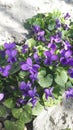 Forest violet or Viola from Latin Viola is a modest, delicate and beautiful flower of northern latitudes.