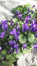 Forest violet or Viola from Latin Viola is a modest, delicate and beautiful flower of northern latitudes.