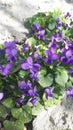 Forest violet or Viola from Latin Viola is a modest, delicate and beautiful flower of northern latitudes.