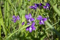 Forest violets bloom in the field Royalty Free Stock Photo