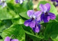 Forest violets close up Royalty Free Stock Photo