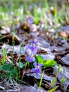 Forest violets in the spring woods. Easter week Royalty Free Stock Photo