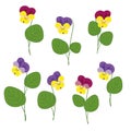 Forest Violets On White Background Royalty Free Stock Photo