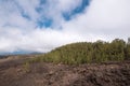 Forest in volcanic landscape of Teide national park, Tenerife Royalty Free Stock Photo