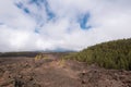 Forest in volcanic landscape of Teide national park, Tenerife Royalty Free Stock Photo