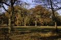 Forest walk in autumn with setting sun Royalty Free Stock Photo