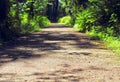 Gravel walk in a green pine forest with beautiful lights