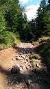 Forest walking hill mountain geology